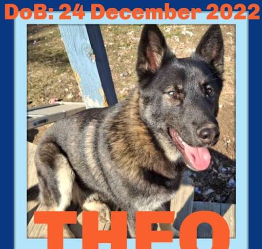 Photo of THEO