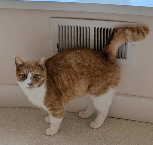 Photo of Cross Posting - Oliver