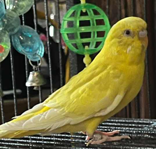 Photo of Tweety and Friends- In Foster