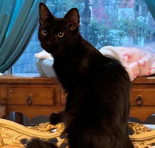 Photo of SHADOW