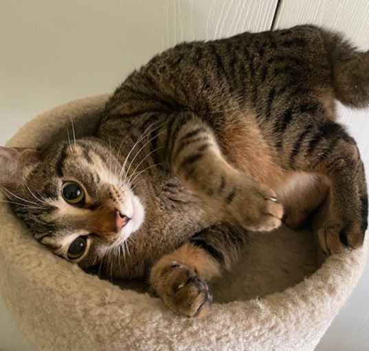 Photo of Taffy