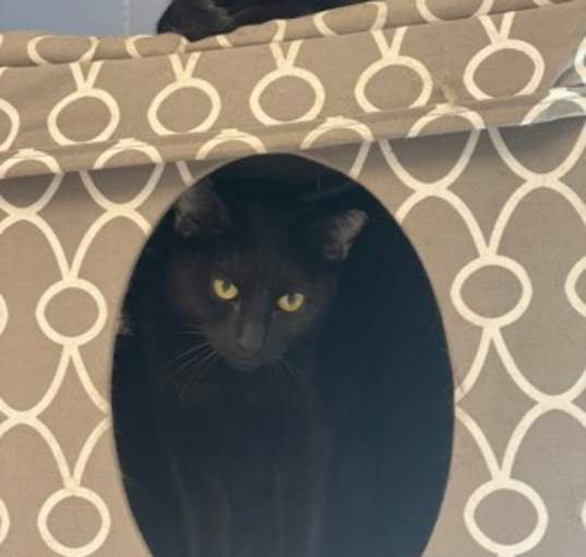 Photo of Drusilla