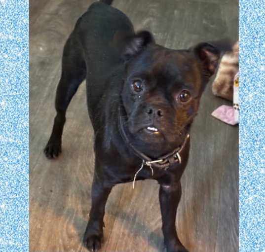 Photo of LICORICE – 1 YR MALE PUG