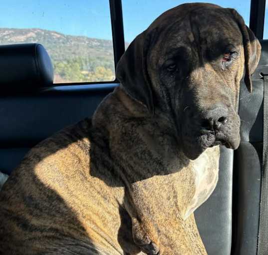 Photo of Hank