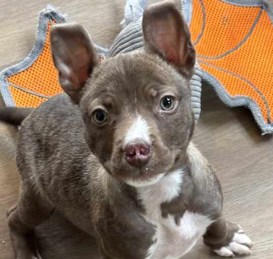 Photo of Percy