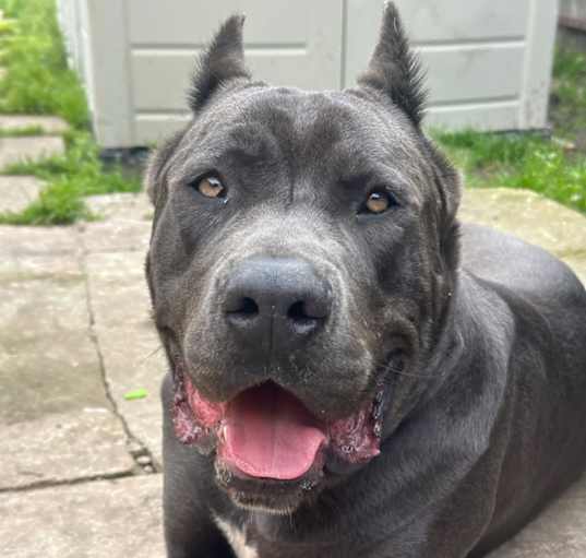 Photo of Apollo