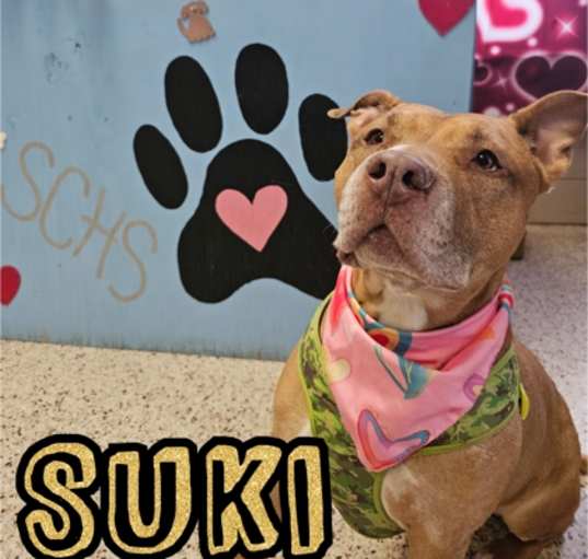 Photo of Suki