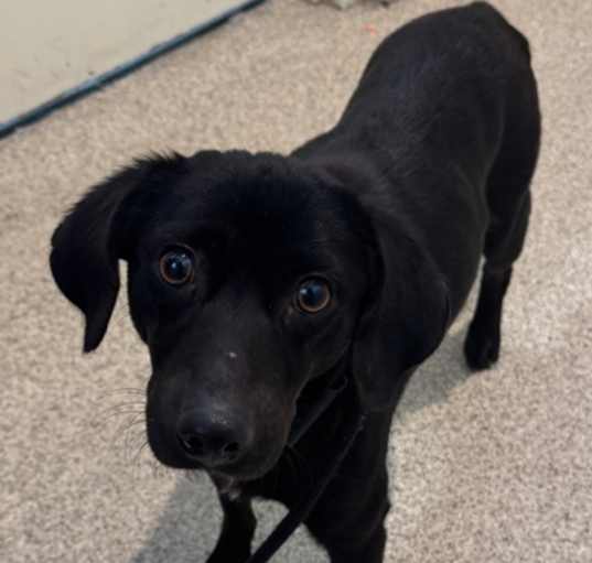 Photo of Brie *IN FOSTER*