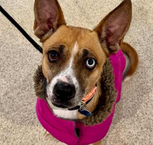 Photo of Hope *IN FOSTER*