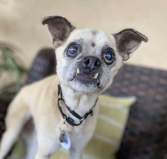 Photo of Bess
