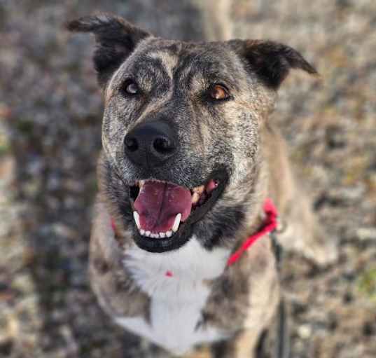 Photo of RADLEY