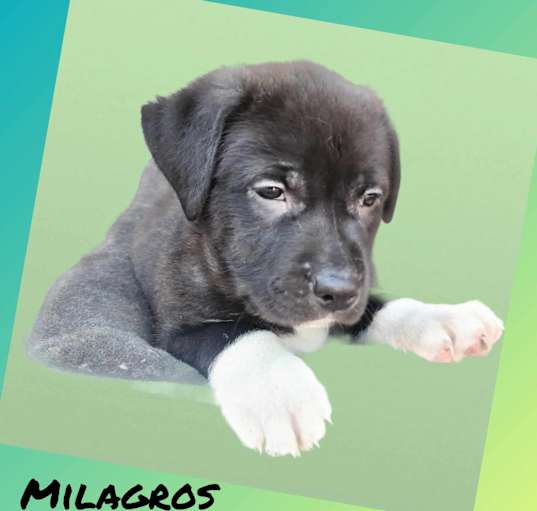 Photo of Milagros