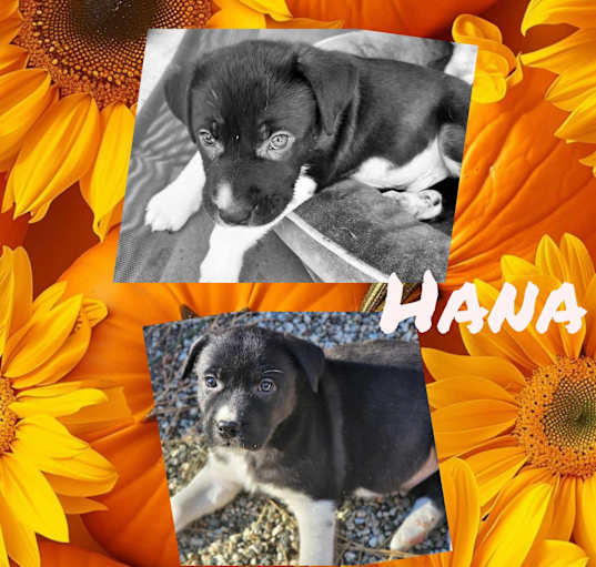 Photo of Hanamana