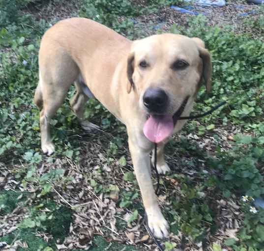 Photo of Goldie