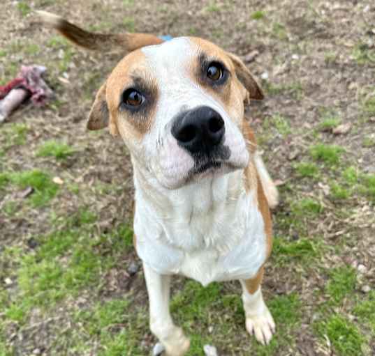 Photo of Cheddar