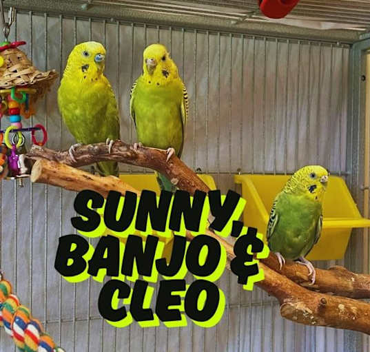 Photo of Banjo