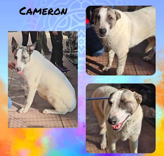 Photo of Cameron