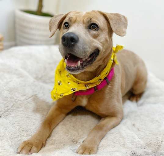 Photo of Mystic Forever Puppy