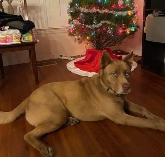 Photo of Apollo