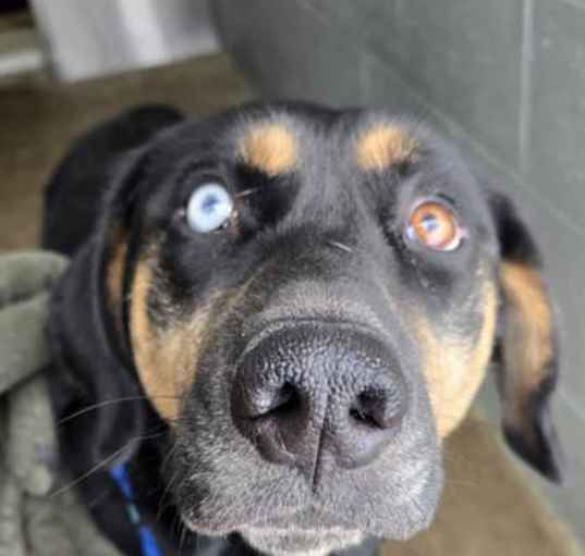 Photo of Brinkley