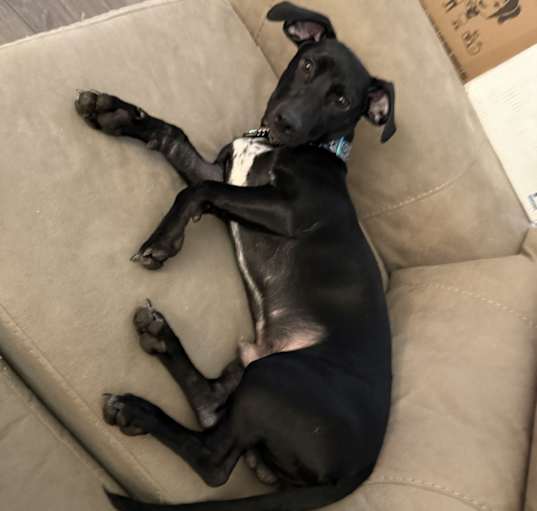 Photo of Anubis