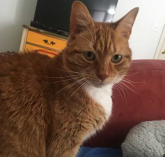 Photo of Sammy