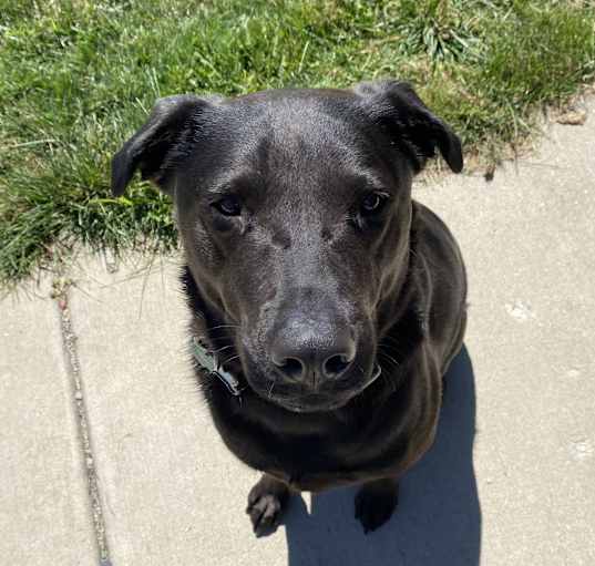 Photo of Onyx