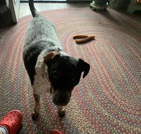 Photo of Rusty