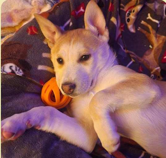 Photo of Nova