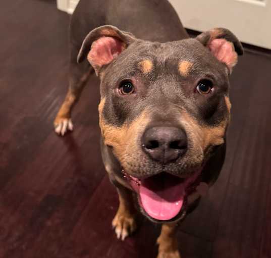 Photo of Bella
