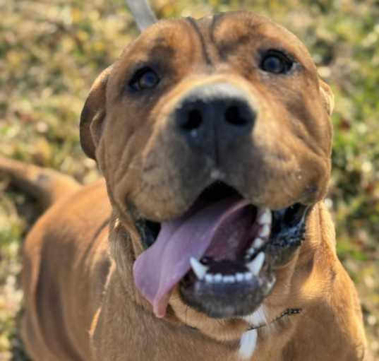 Photo of Jango