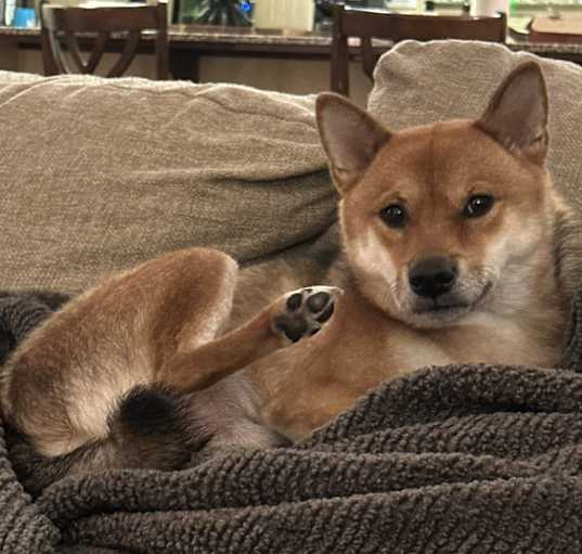Photo of Dango
