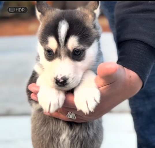 Photo of Beau