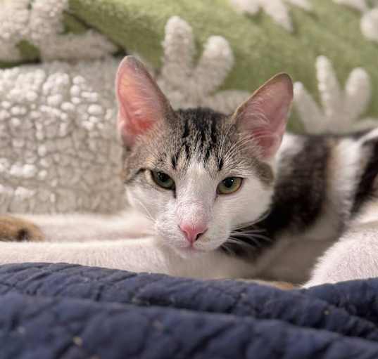 Photo of Chestnut