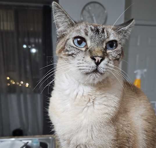 Photo of Kato