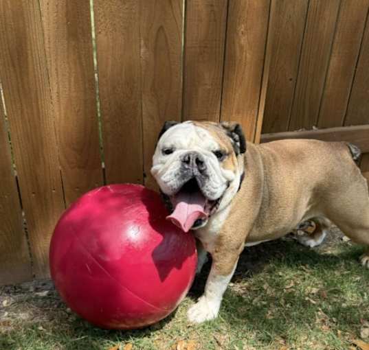 Photo of Ham