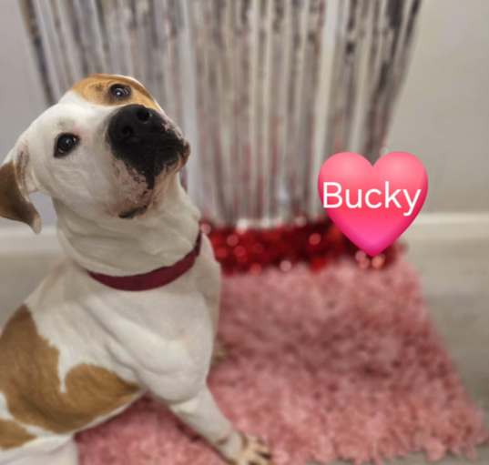 Photo of Bucky