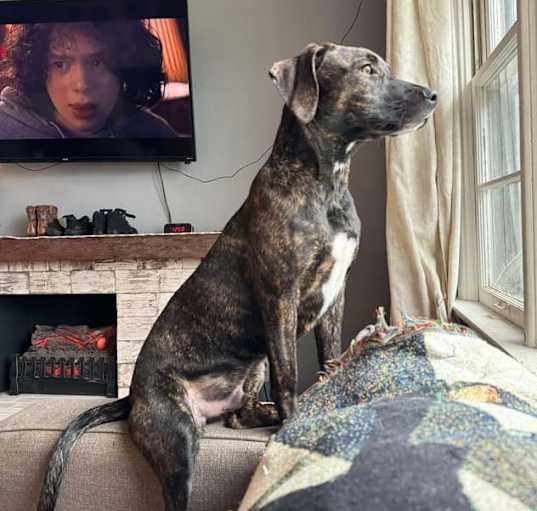 Photo of Indy