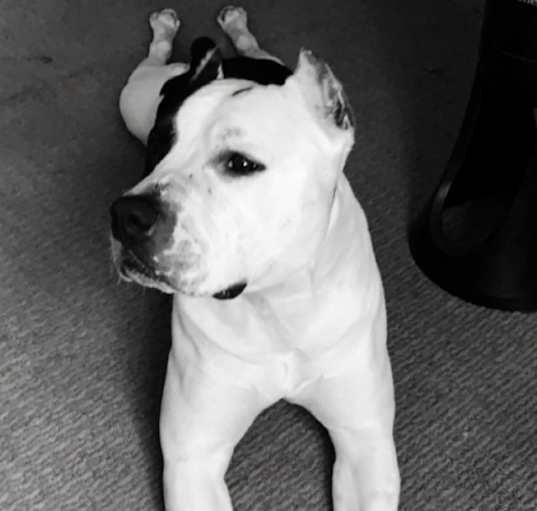 Photo of Seamus