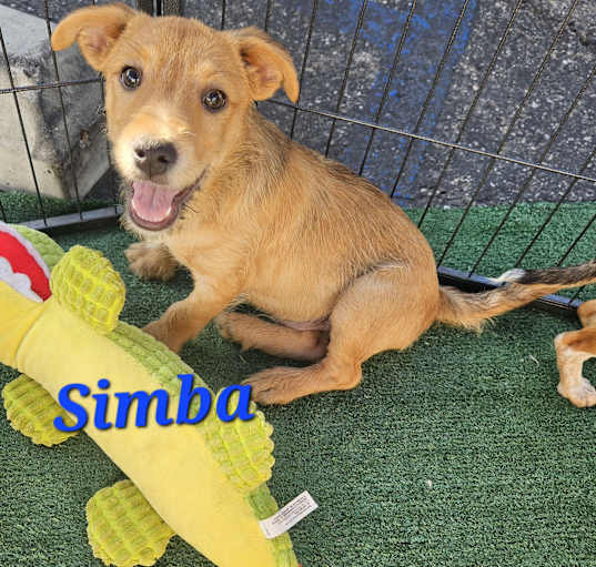 Photo of Simba