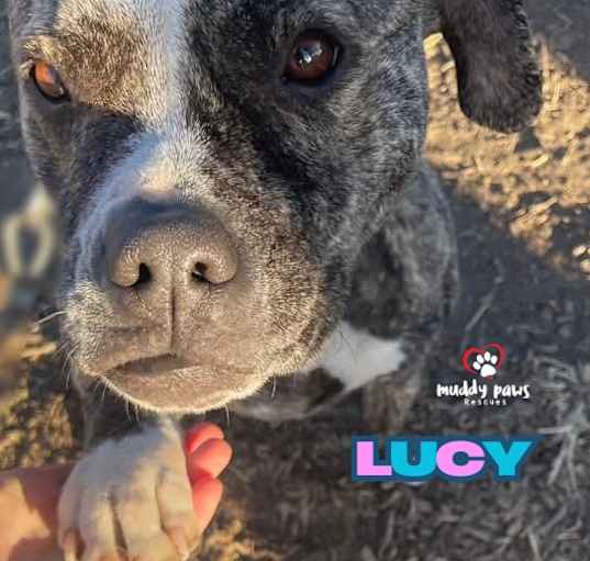 Photo of Lucy (Courtesy Post)