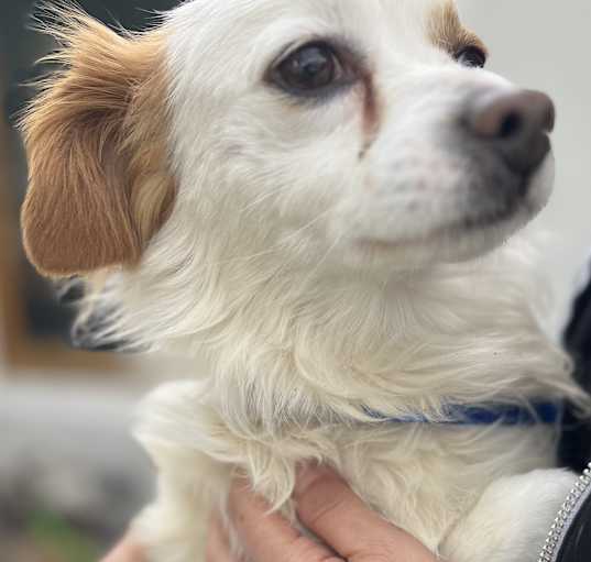 Photo of Cooper