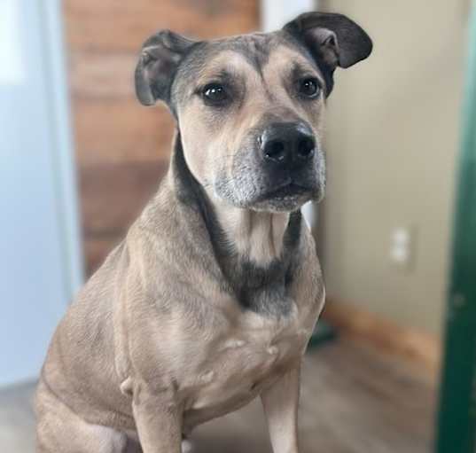 Photo of Bear
