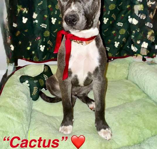 Photo of Cactus