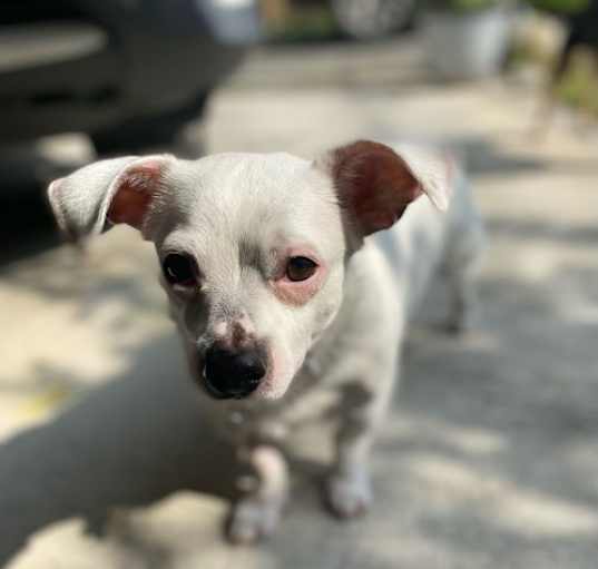 Photo of Beauregard Viola