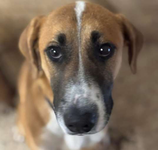 Photo of Chester