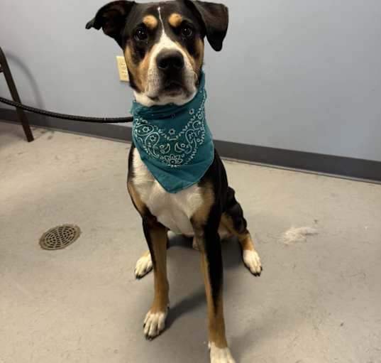 Photo of Odie