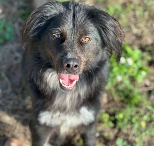 Photo of Hans (Handsome) (Cocoa Adoptio