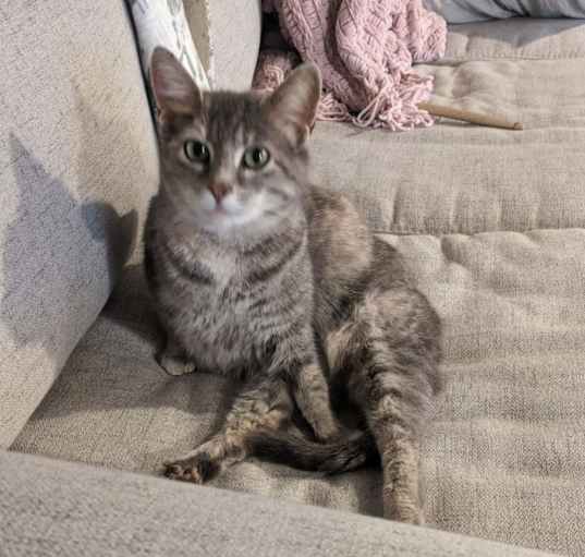 Photo of Kit