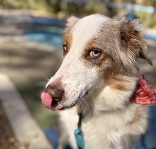 Photo of Xena